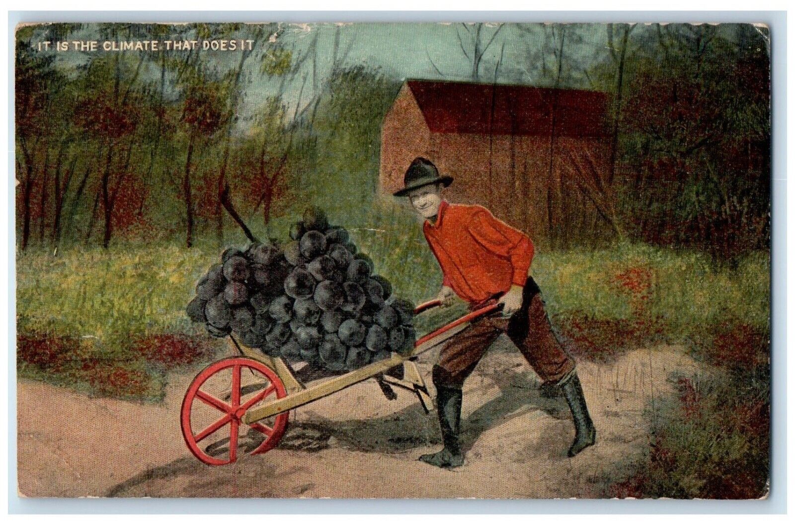 1915 It Is The Climate That Does It Exaggerated Giant Grapes Antique Postcard
