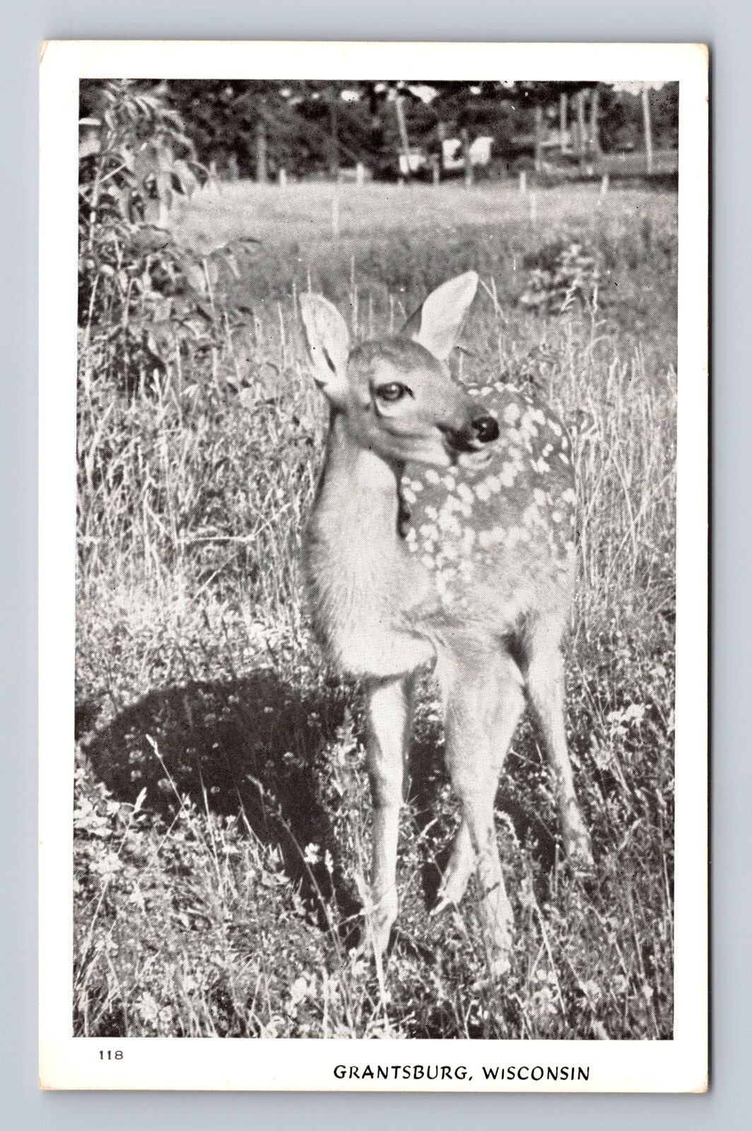 Grantsburg WI-Wisconsin, Scenic Greetings, Baby Deer, Vintage Postcard