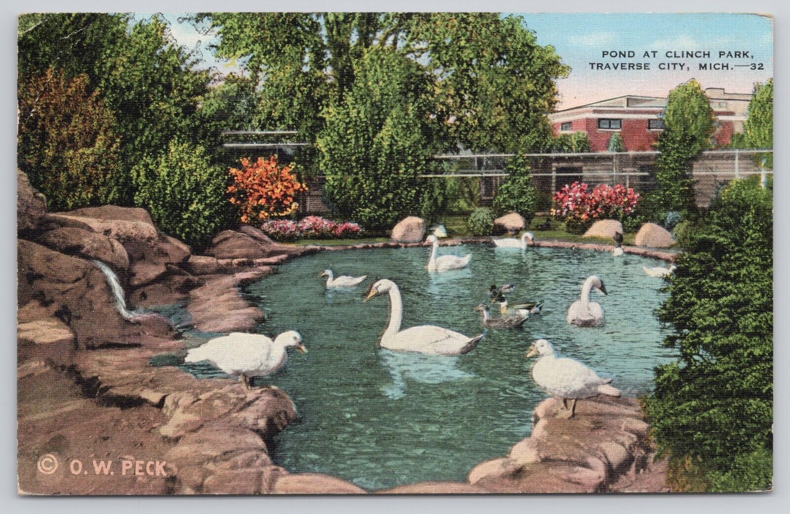 Traverse City Michigan MI White Swans Swimming in Pond at Clinch Park Postcard