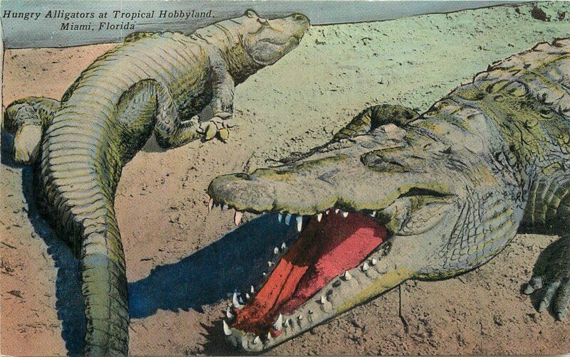 Amusement Giant  hungry Hobbyland Miami Florida Alligator Postcard 21-2897