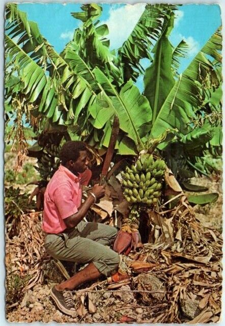 Postcard - Cutting Bananas - Island of Martinique