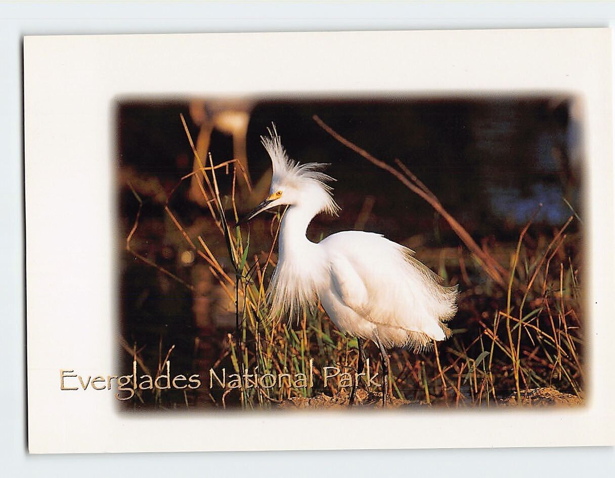 Postcard Snowy Egret Everglades National Park Florida USA