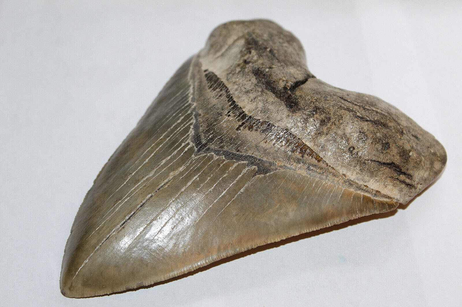 MEGALODON Fossil Giant Sharks Tooth NaturalNo Repair 5.85\
