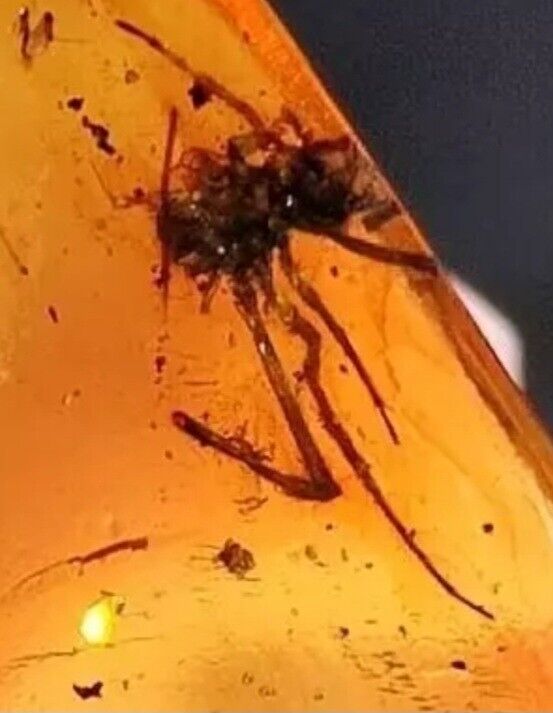 Large Spider Late Cretaceous Epoch Burmite Amber 99 MYA Fossil w/ 30x Loupe