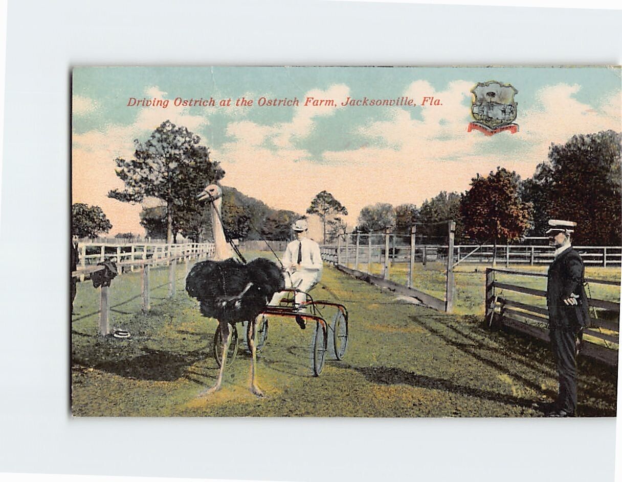 Postcard Driving Ostrich at the Ostrich Farm Jacksonville Florida USA
