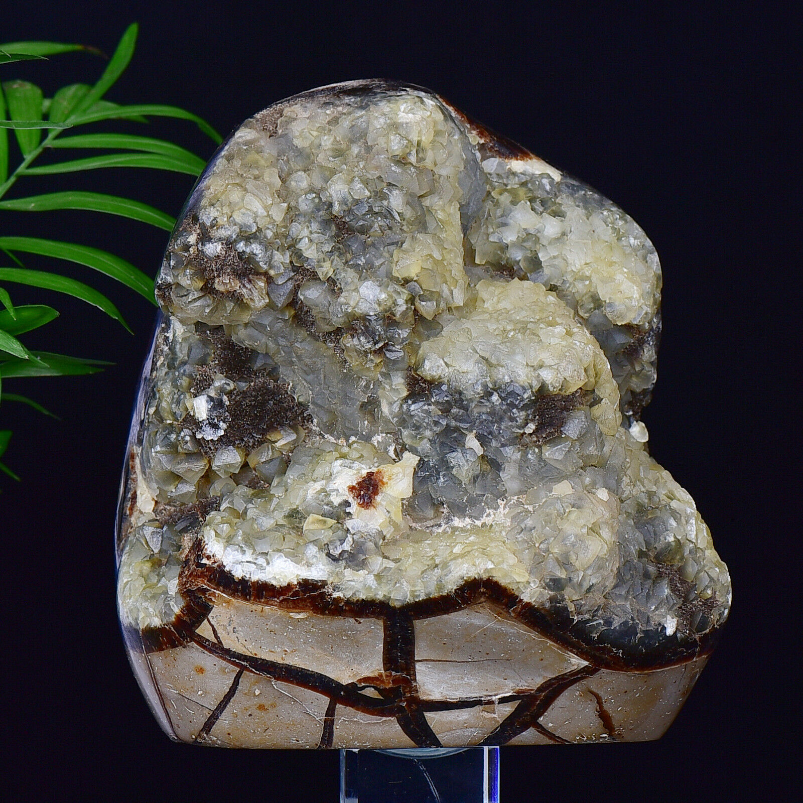 6.81LB Natural Septarium Septarian Dragon Crystals Mineral Specime
