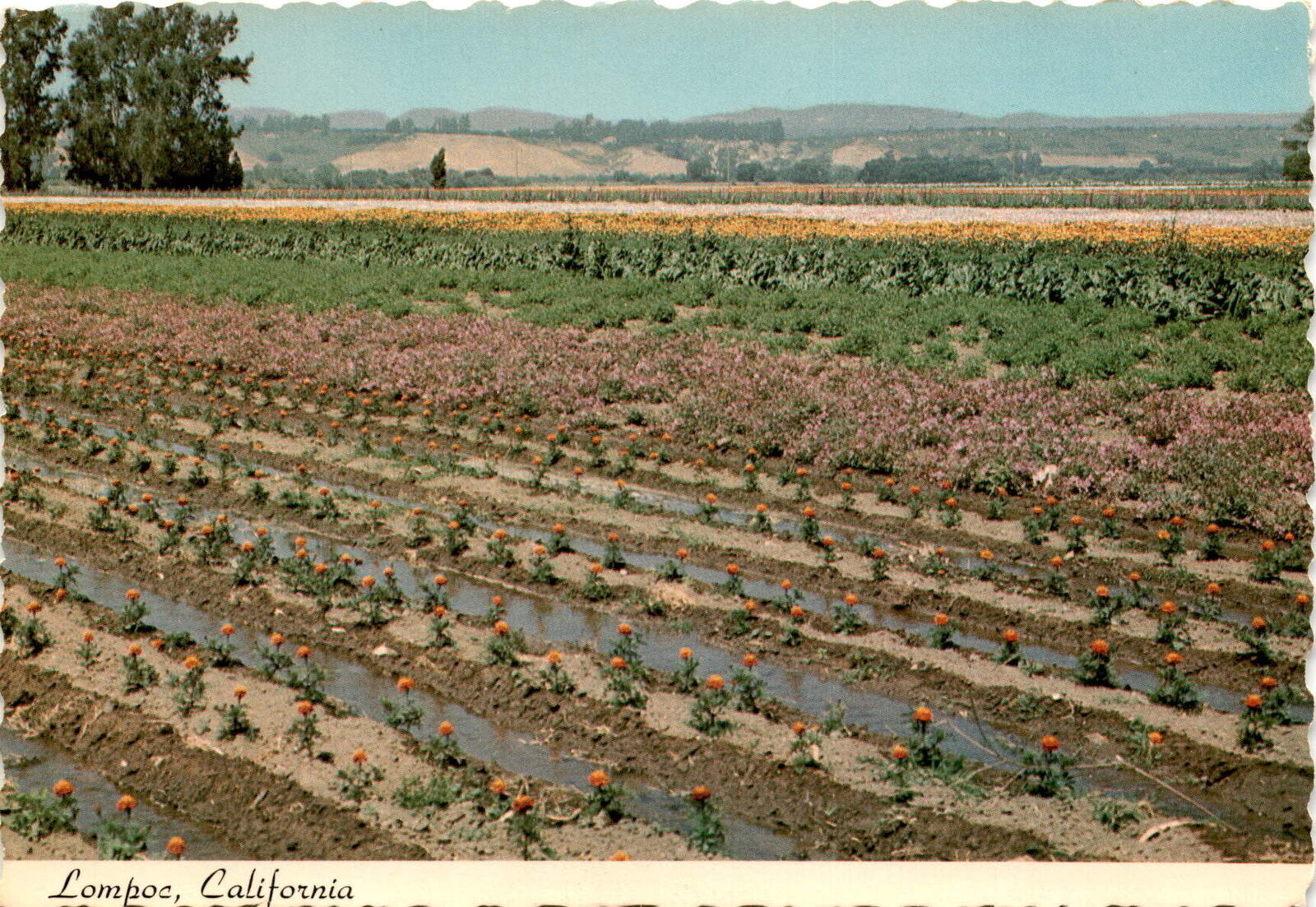 Lompoc, California, Woody Gillette, 1204 W. Nectarine, K Postcard