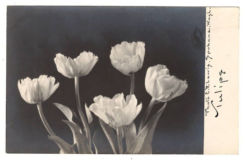 RPPC Postcard Photo by C.R.Lewis Spokane WA Tulips Black & White Floral