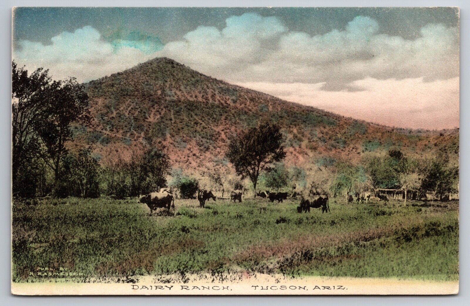 Dairy Ranch Tucson Arizona AZ Albertype Co. c1910 Postcard