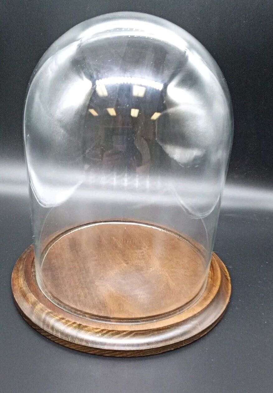 10x8 In Glass Dome With Walnut Wood Base