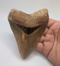 LARGE Megalodon Shark Tooth Fossil 5.22'' No Repair/Resto, Feeding Damage picture