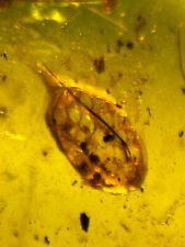 Burmese burmite Cretaceous Rare frog Egg insect fossil amber Myanmar picture