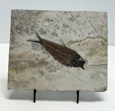 Extra Large Fossil Fish Green River Formation In Limestone Matrix picture