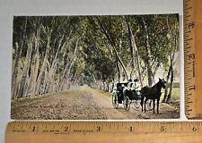 Vintage LOVERS LANE Roswell, New Mexico Postcard/Horse & Buggy picture