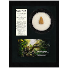 Raptor Tooth Display picture