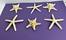 Starfish 6 Miscellaneous Large, 3 Knobby & 3 Regular picture