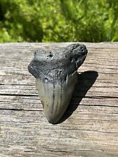 Large Megalodon Shark Tooth- Natural 3.3” Miocene Age Fossilized Shark Tooth picture