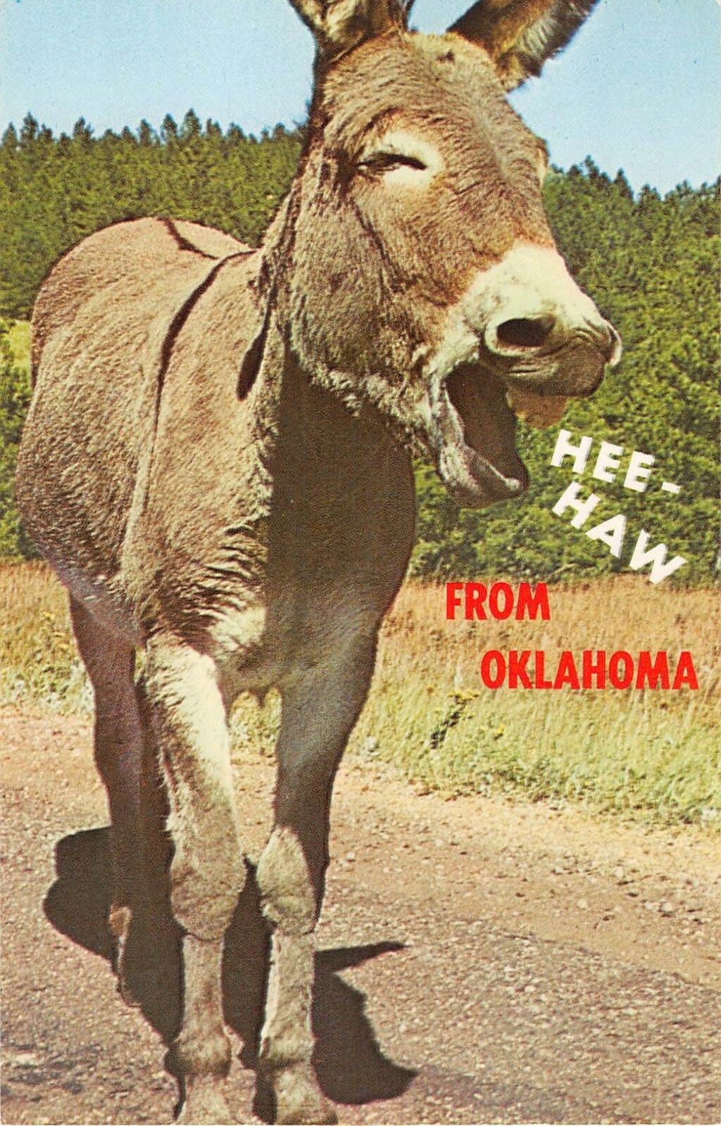 Vintage Comic Chrome PC of a Braying Donkey-Hee-Haw From Oklahoma-Mirro-Krome
