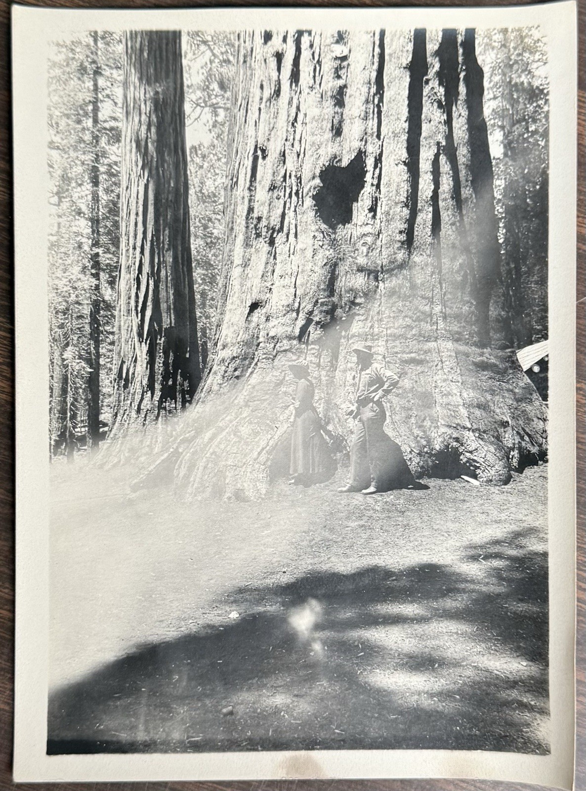 1908 Photograph GRIZZLY GIANT Tree SEQUOIA Park, California