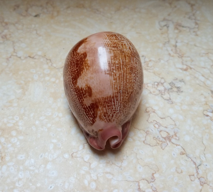 F Cypraea rosea mappa WOW singularis great pattern natural glossy F++++ 77.2 mm F Cypraea rosea mappa WOW singularis great pattern natural glossy F++++ 77.2 mm
