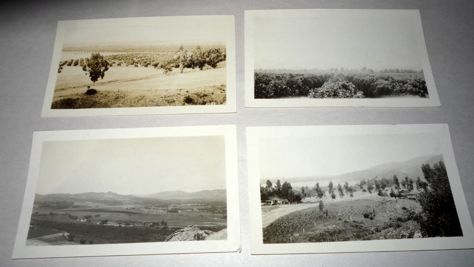 1914 Allwood Orange Grove View & Ranch Corona California Set of 4 Photographs Ca