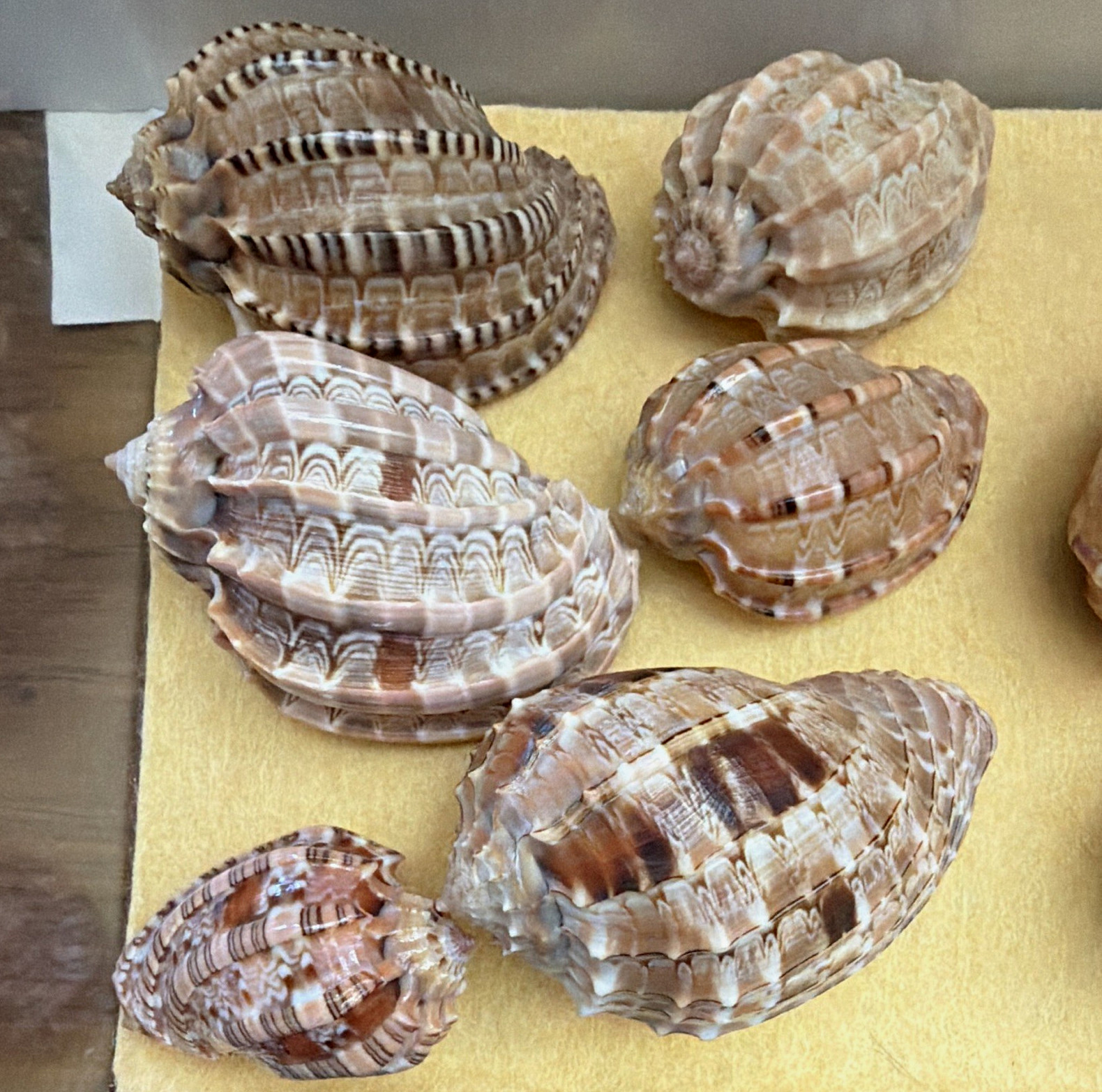 Vintage Harpa Harp Shell Collection 10 Seashells Original ID Labels Harpidae