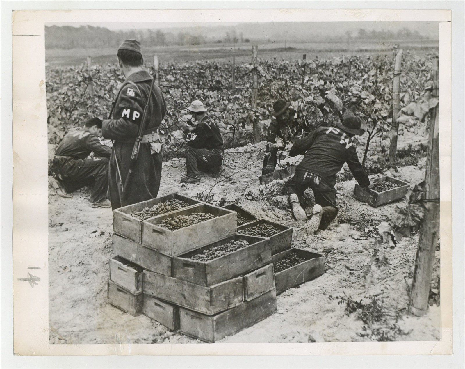 Italian Prisoners War POW Picking Grapes Fredonia, NY 1943 Camp Photo J15275