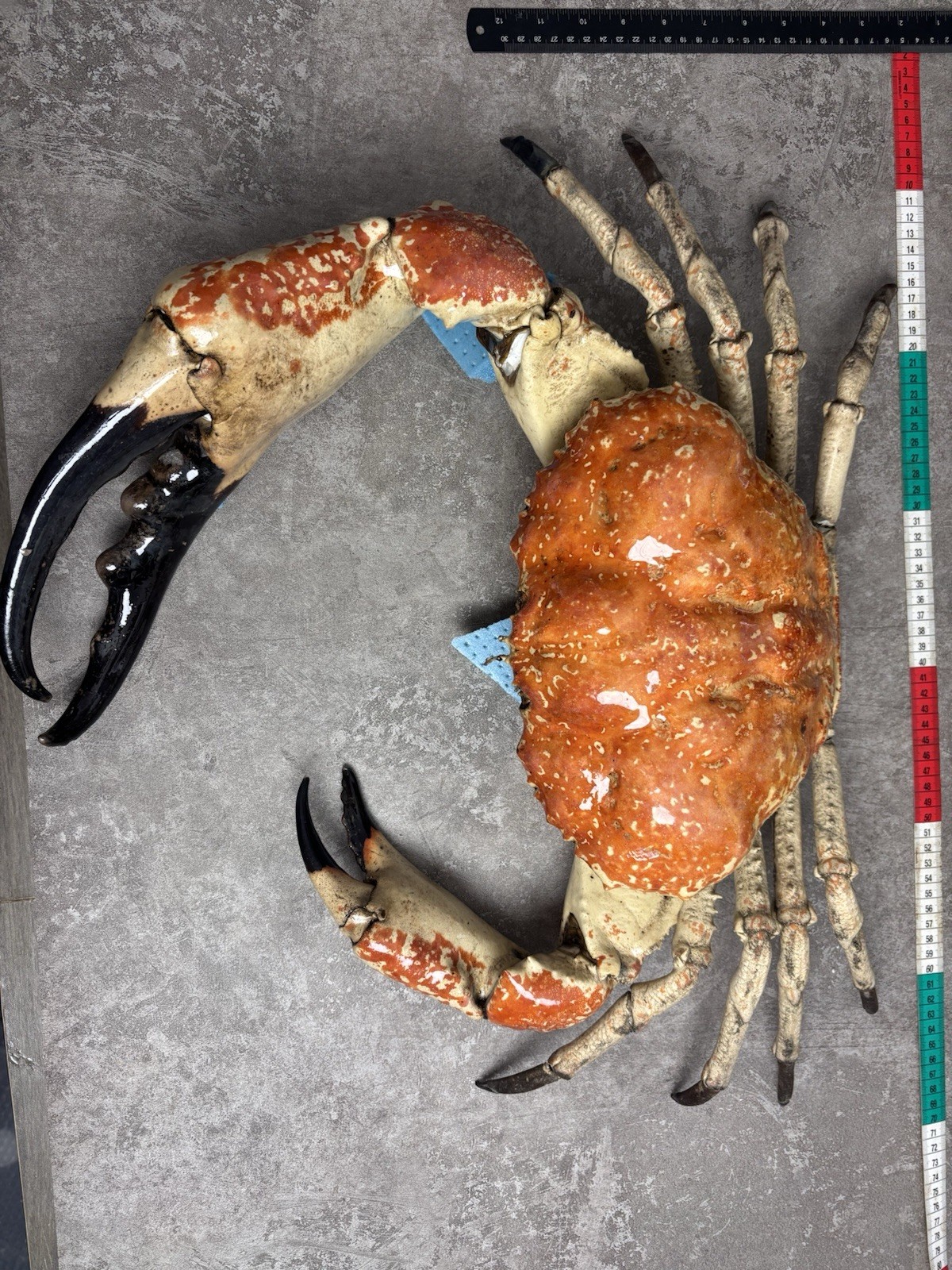Pseudocarcinus gigas Giant Tasmanian King Crab Taxidermy,Cleaned And Filled