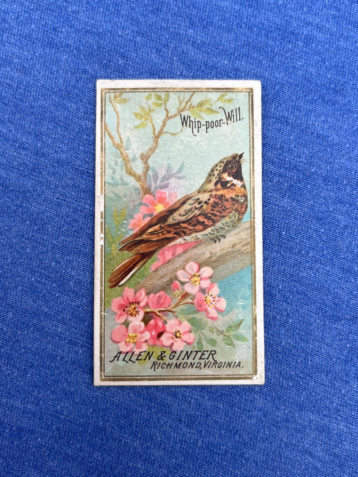 WHIP-POOR-WILL 1888 N4 Allen & Ginter Birds of America WHIP-POOR-WILL 1888 N4 Allen & Ginter Birds of America