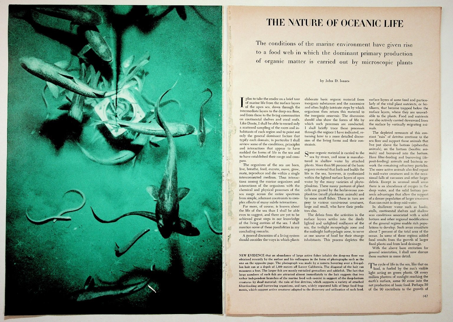 Vintage THE NATURE OF OCEANIC LIFE Marine Biology Article John D. Isaacs 1960s