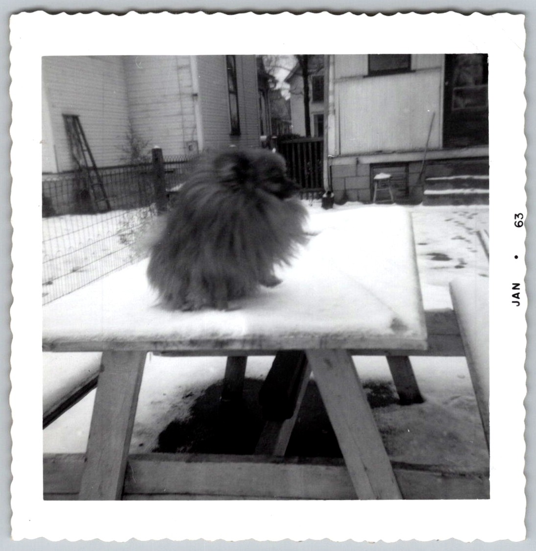 Vtg B&W Snapshot Fluffy Pomeranian Dog Rickey Snow Picnic Table 1963