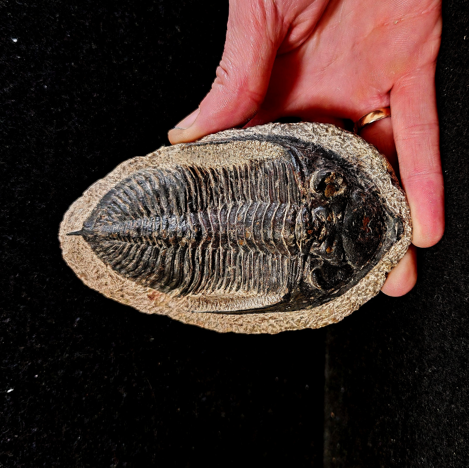 Large Hollardops Mesocristate Trilobite / 359 grams