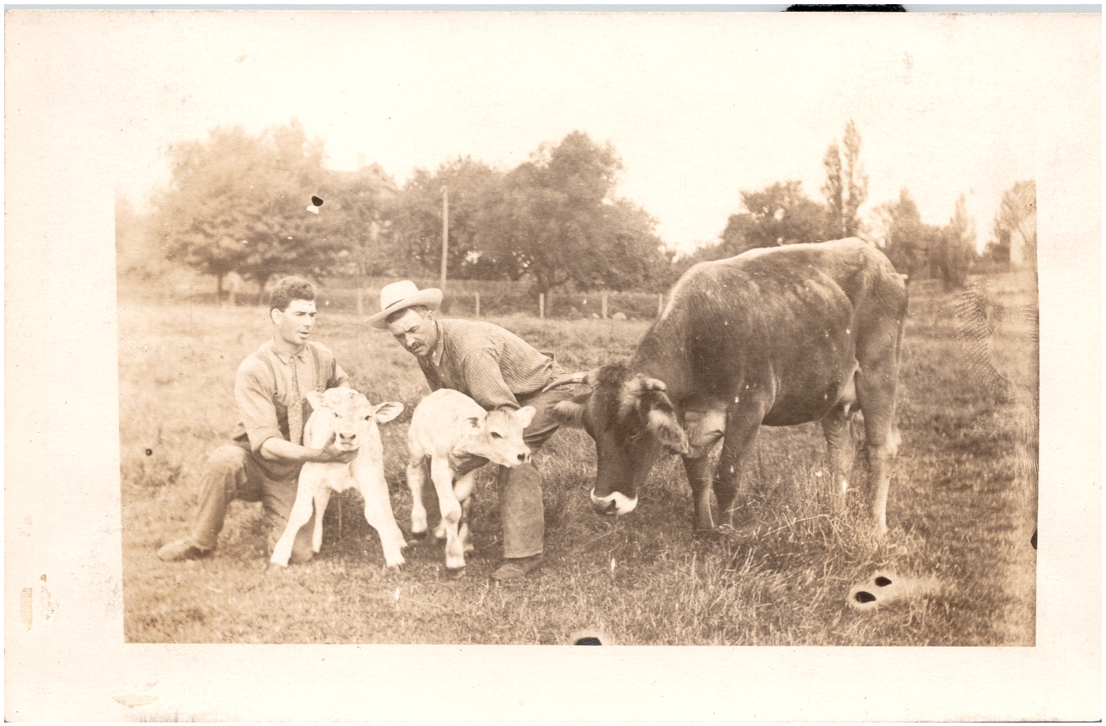 Theo J. Kurtz with his Brown Swiss Cattle Calves Cedarburg WI RPPC Postcard Theo J. Kurtz with his Brown Swiss Cattle Calves Cedarburg WI RPPC Postcard