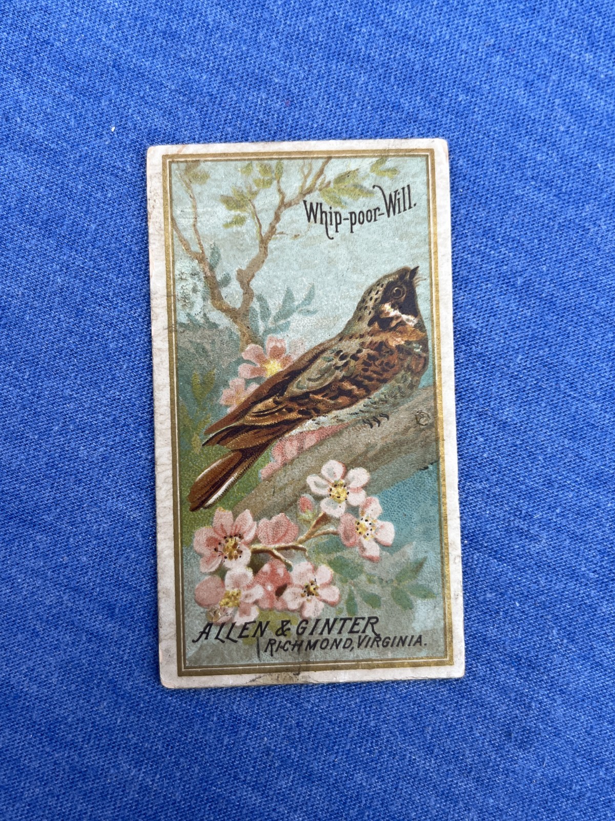 WHIP-POOR-WILL 1888 N4 Allen & Ginter Birds of America