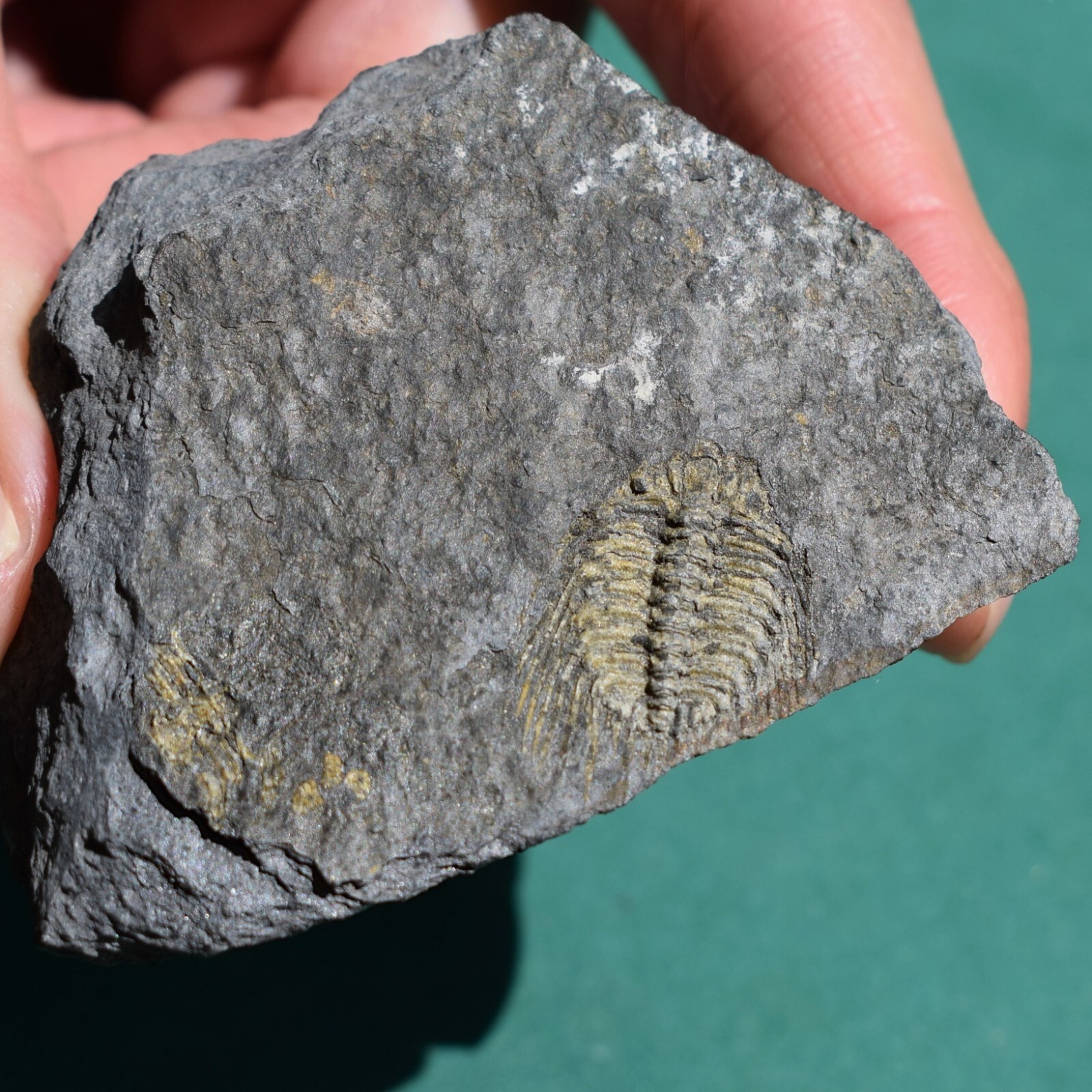 Trilobite, Kettneraspis aracana - Bolivia silurian - trilobite fossil