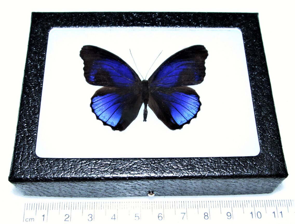 Eunica excelsa REAL FRAMED BUTTERFLY BLUE PERU