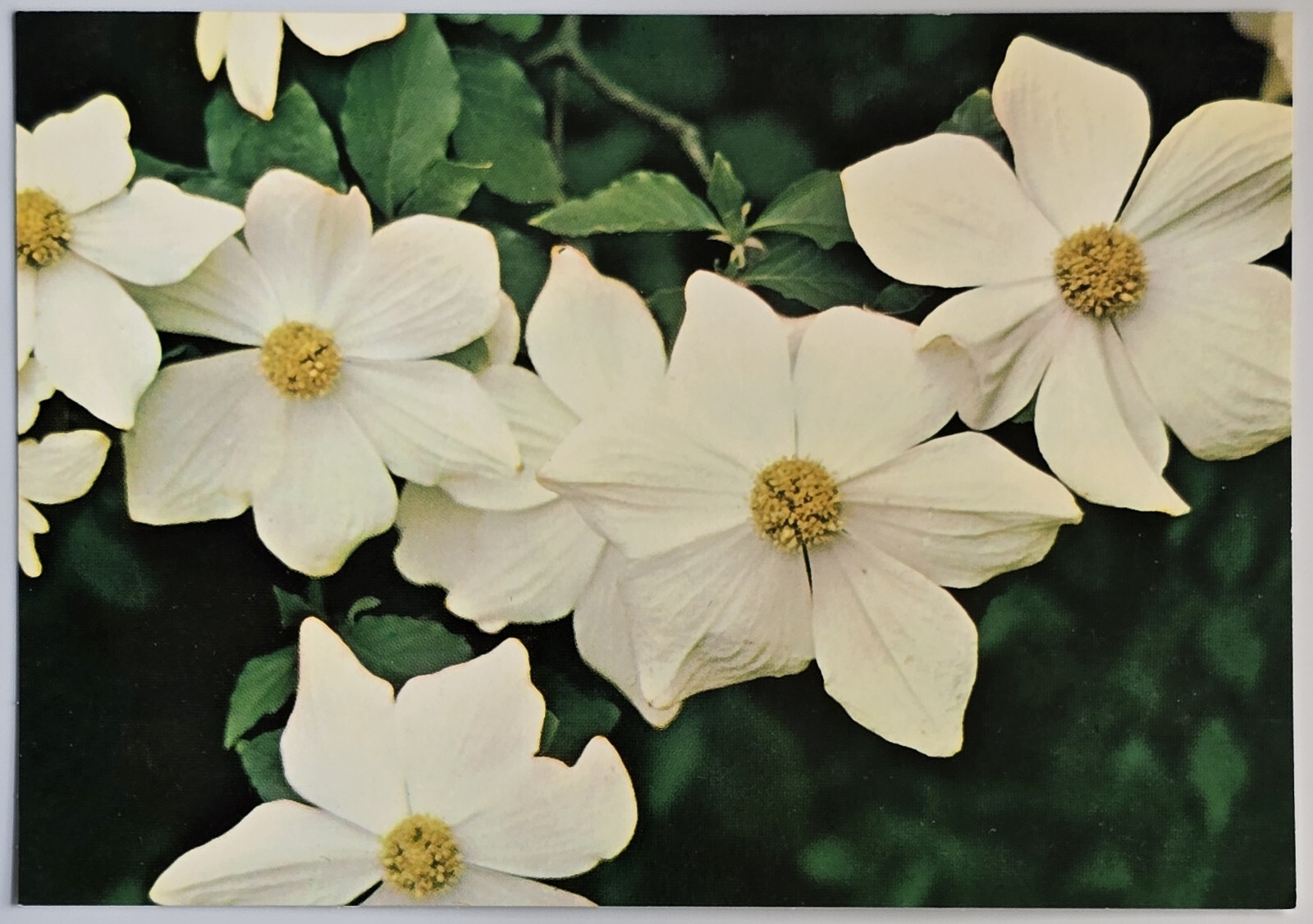 British Columbia Pacific Dogwood Floral Emblem Postcard LS-5397 Canada British Columbia Pacific Dogwood Floral Emblem Postcard LS-5397 Canada