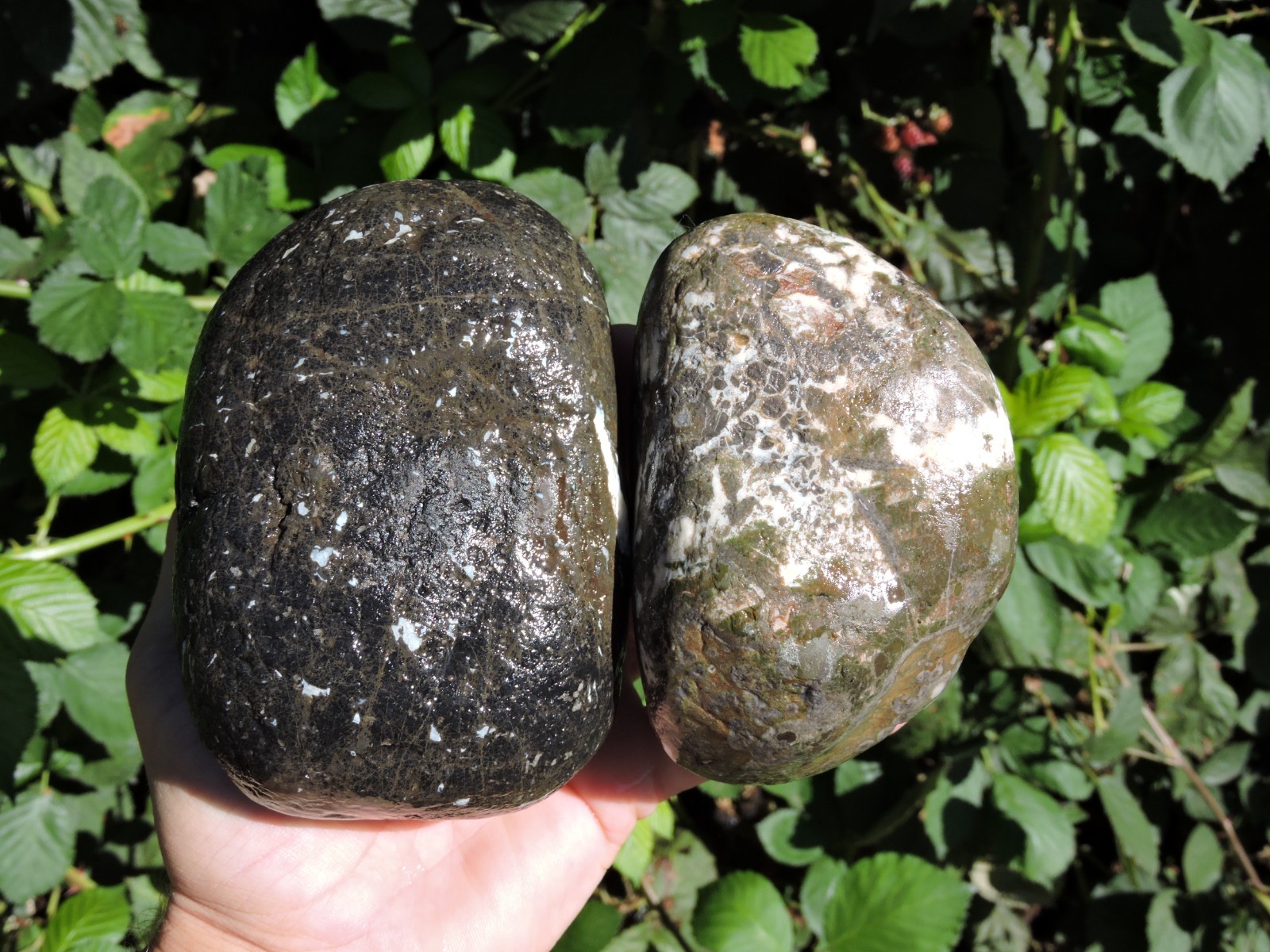2 BEAUTIFUL & UNUSUAL PNW AGATIZED RHYOLITE Stone Rock Nodules (3.8LB  total)
