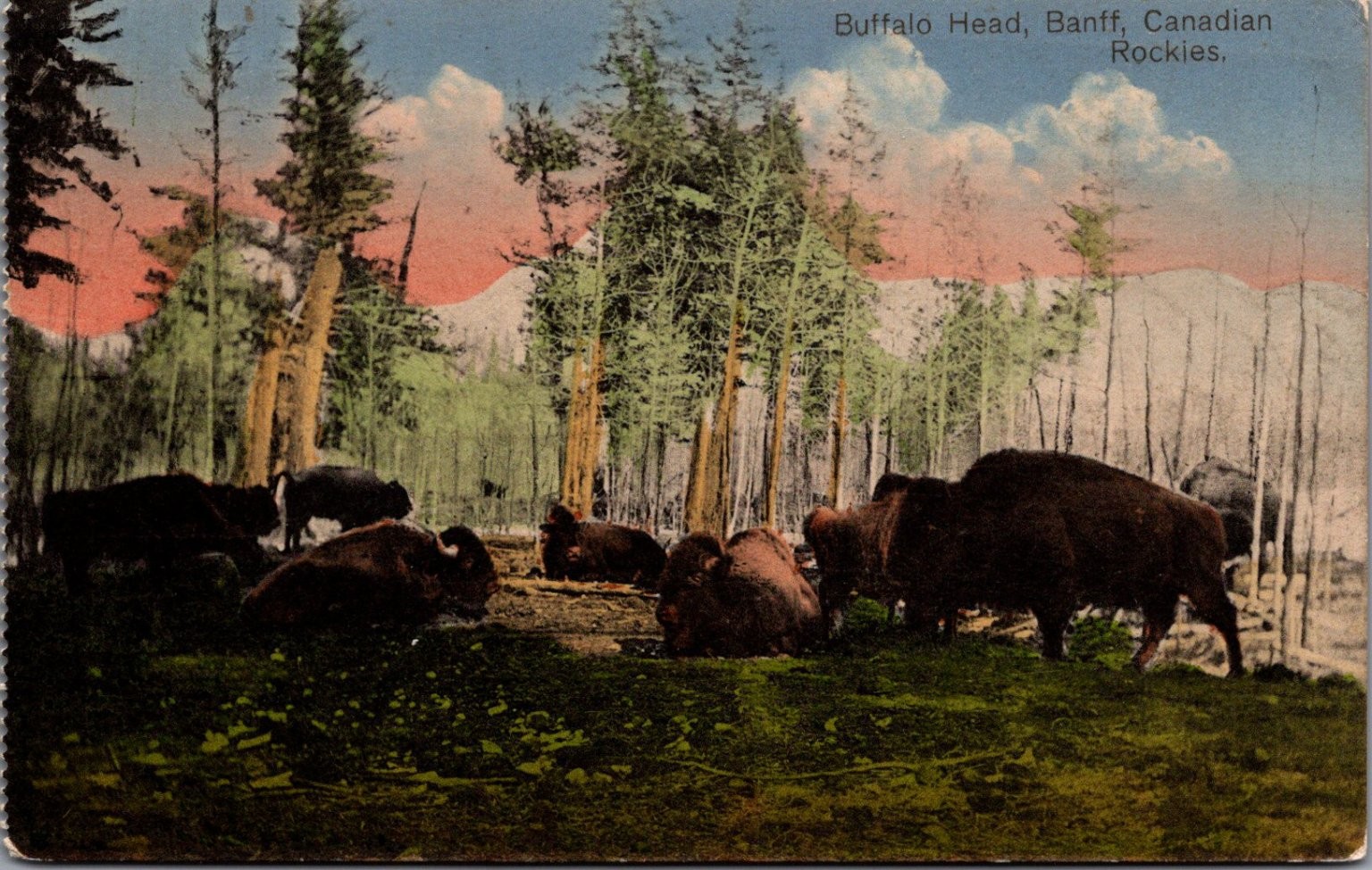 Vintage Banff Canadian Rockies Buffalo Head Bison Postcard 1922