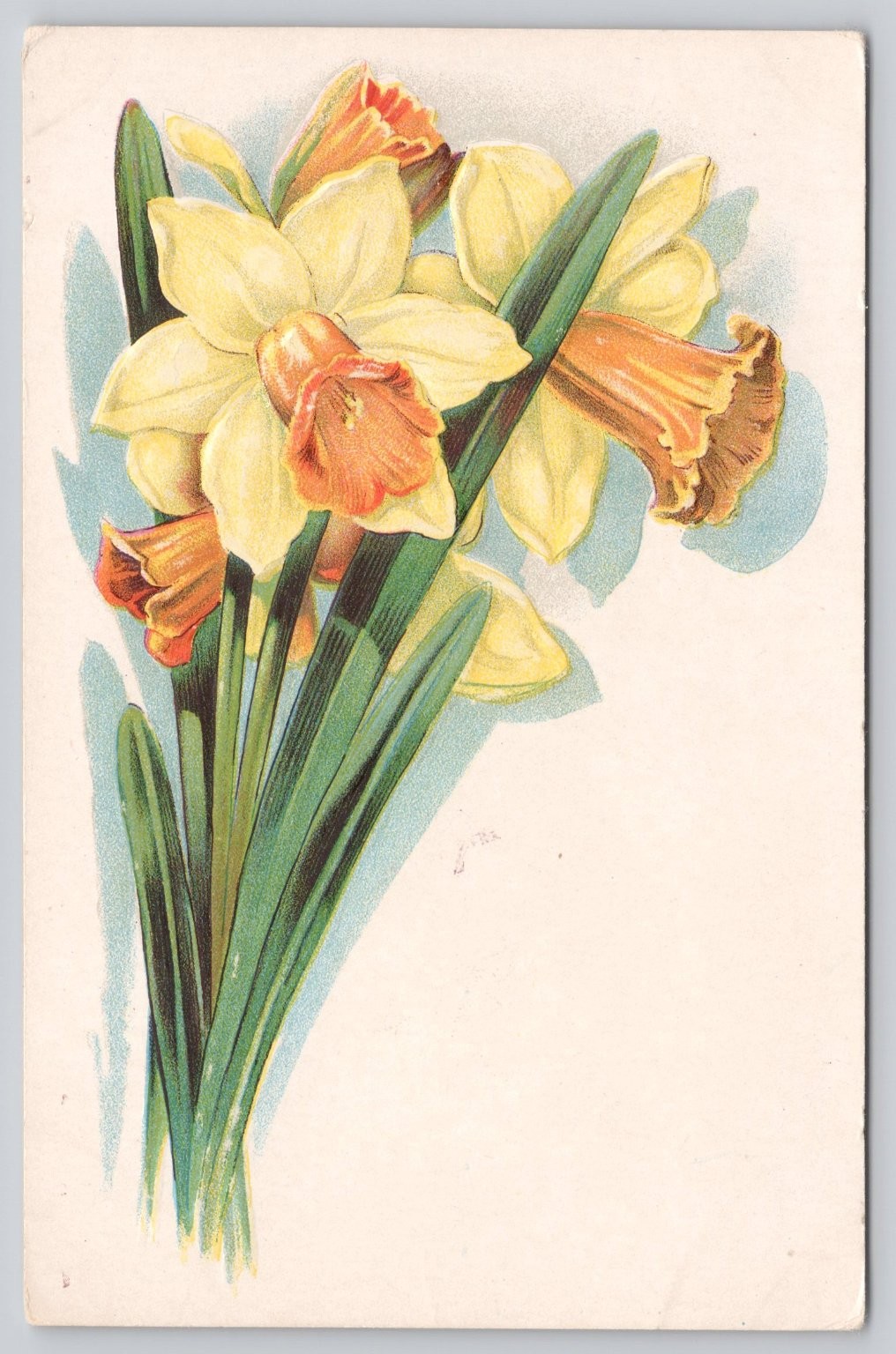 Vintage Embossed Daffodil Flower Series Postcard c. 1910s Floral Art Vintage Embossed Daffodil Flower Series Postcard c. 1910s Floral Art