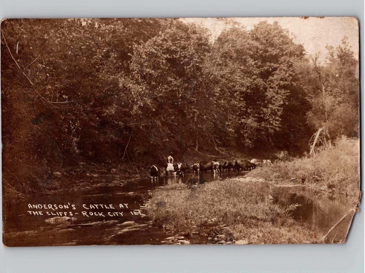 c1908 Anderson\'s Cattle at The Cliffs Rock City Illinois IL RPPC Photo Postcard