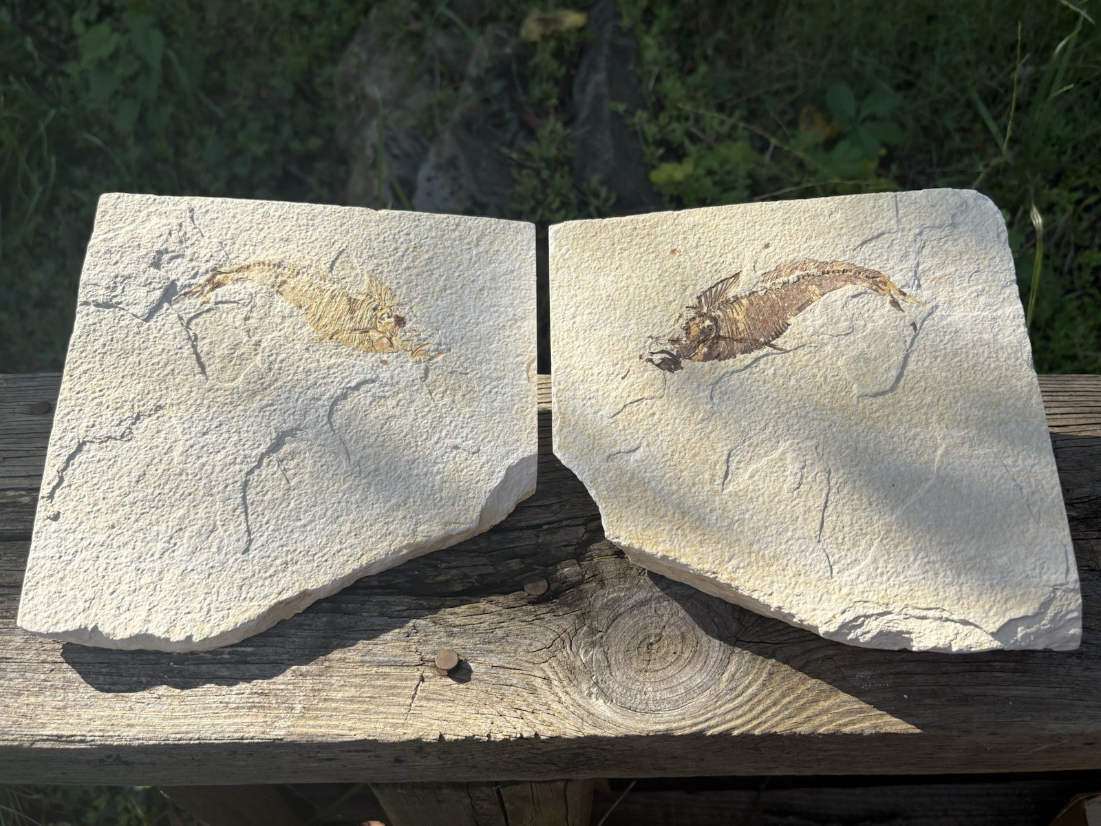 Large Eocene Bony Fish Fossil Pair- Natural 5.8” Positive Negative Fossil Plates