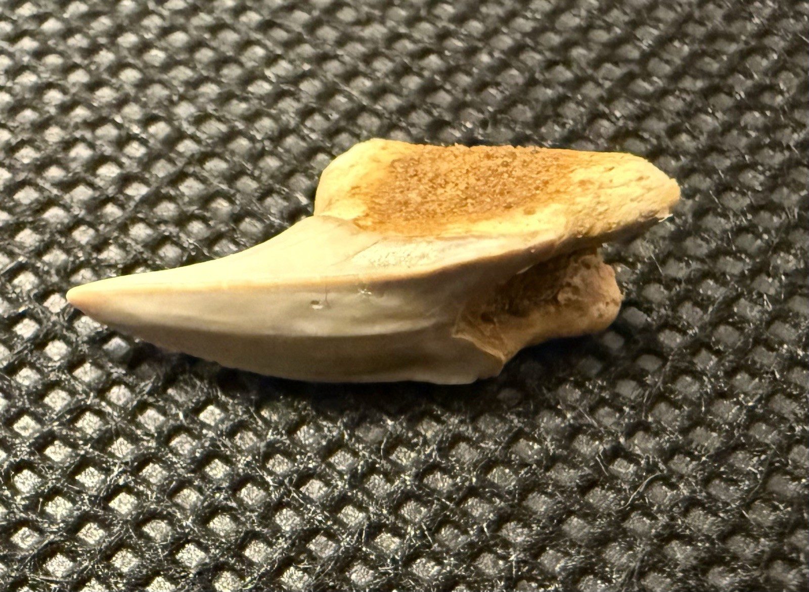 Top Rare species Paraisurus compressus Fossil Tooth 0.8” Russia Belgorod Region Top Rare species Paraisurus compressus Fossil Tooth 0.8” Russia Belgorod Region