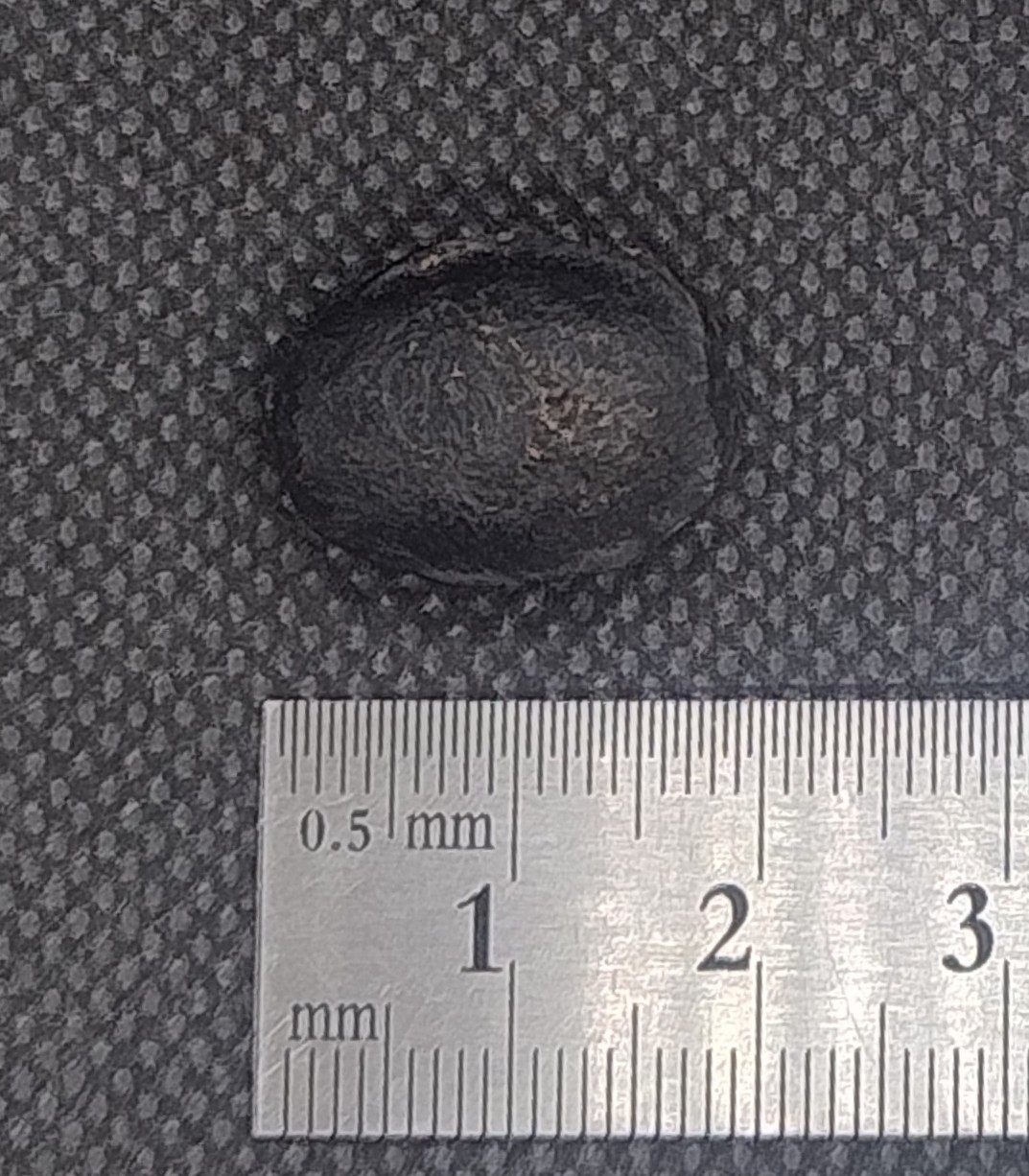 Australian Australite Tektite Rare Core Button, From Kalgoorlie WA
