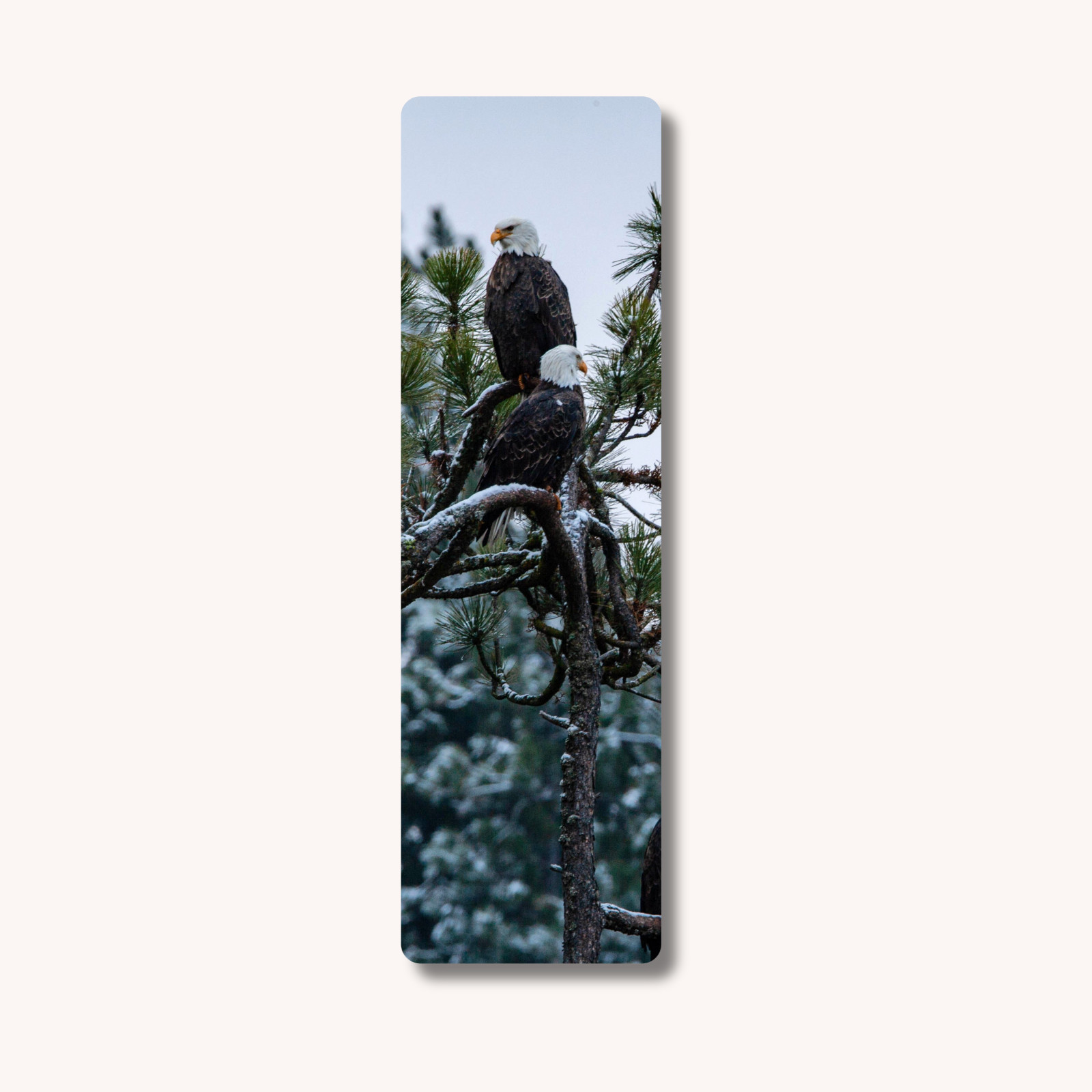 Bookmark for Books, Eagles Wildlife Photography, Gift for Bookworms, Laminated Bookmark for Books, Eagles Wildlife Photography, Gift for Bookworms, Laminated