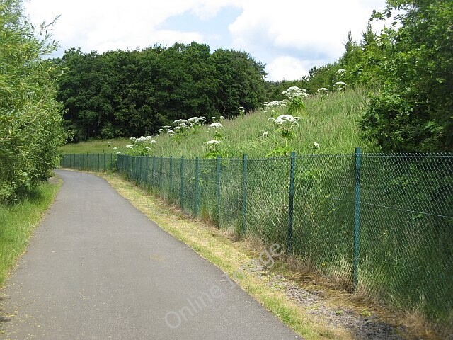 Photo 6x4 M77, Pollok Park Fencing and giant hogweed between cycle path a c2009 Photo 6x4 M77, Pollok Park Fencing and giant hogweed between cycle path a c2009