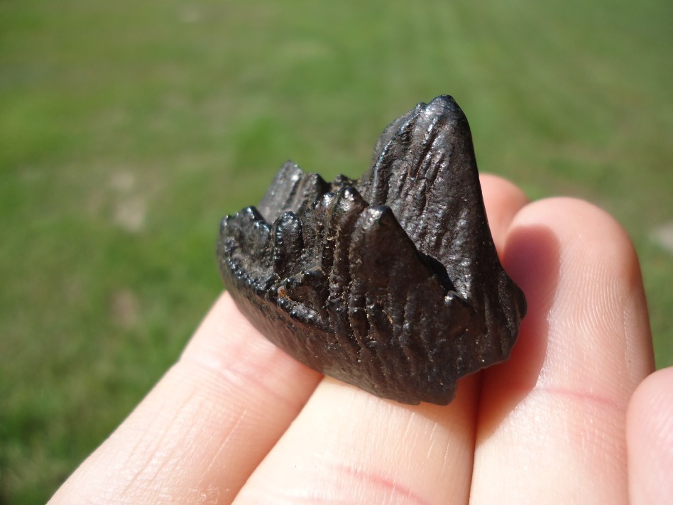 RARE JUVENILE EXTINCT MEGAFAUNA MAMMAL TOOTH FLORIDA FOSSILS ICE AGE JAW BONES @ RARE JUVENILE EXTINCT MEGAFAUNA MAMMAL TOOTH FLORIDA FOSSILS ICE AGE JAW BONES @
