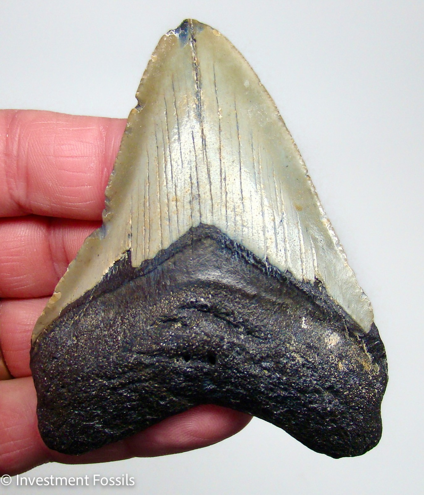 MEGALODON SHARK TOOTH  Real Fossil  3.75”  Sharks Teeth  - NO Restorations