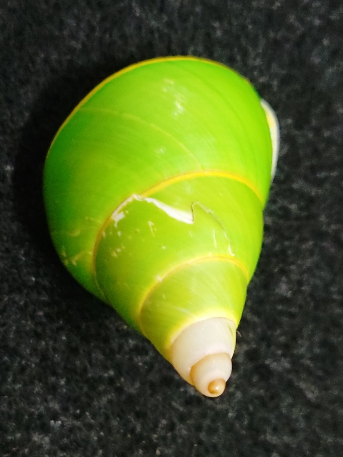 Two Papustyla Pulcherrima Land Snail Shells #2 - 40/39mm - Manus Is. Papua NG