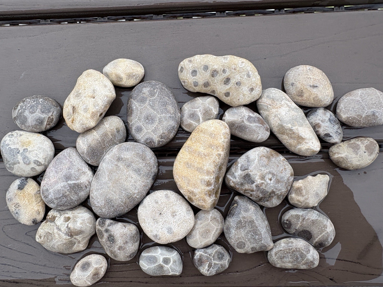 30 Michigan Petoskey Stones Natural Unpolished Fossil Coral Hexagonaria